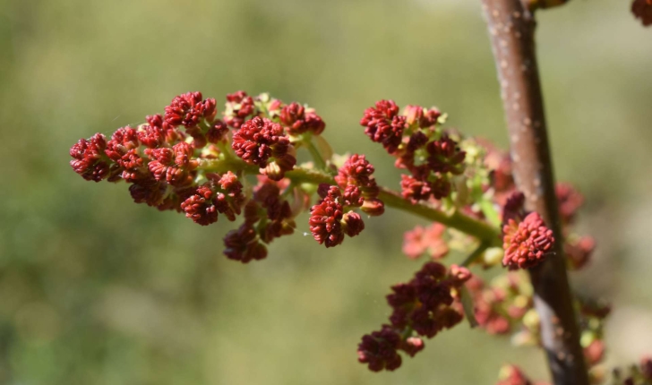 Rhus coriaria (Linné, 1758)