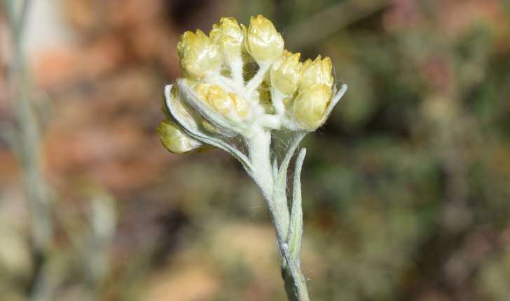 Helichrysum stoechas (Linné, 1758)