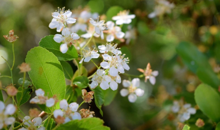 Prunus mahaleb (L., 1753)