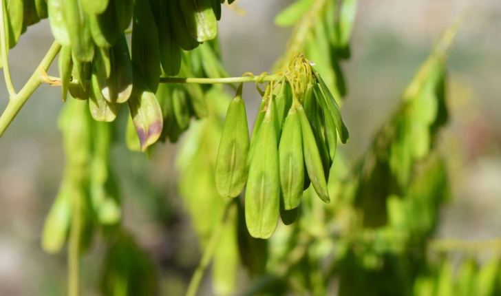 Isatis tinctoria L.