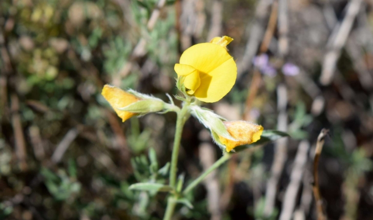 Argyrolobium zanonii (Turra) P.W.Ball, 1968