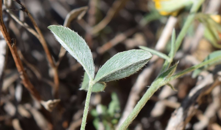 Argyrolobium zanonii (Turra) P.W.Ball, 1968