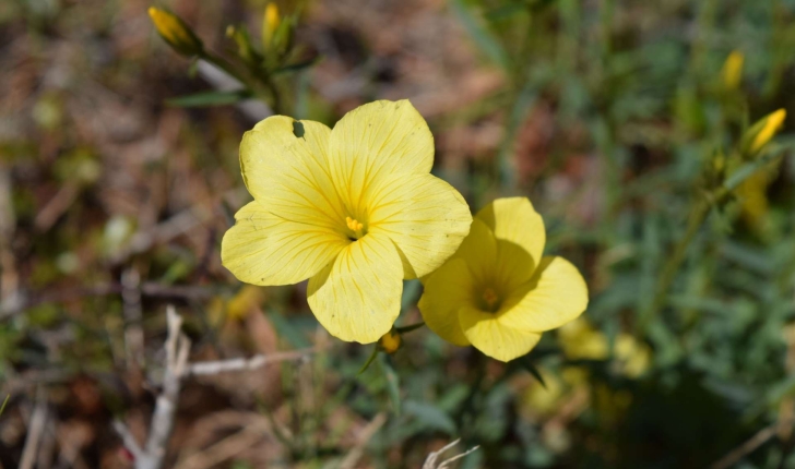 Linum campanulatum L., 1753