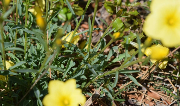 Linum campanulatum L., 1753