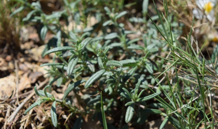 Helianthemum apenninum (L.) Mill., 1768