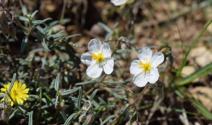 Helianthemum apenninum (L.) Mill., 1768
