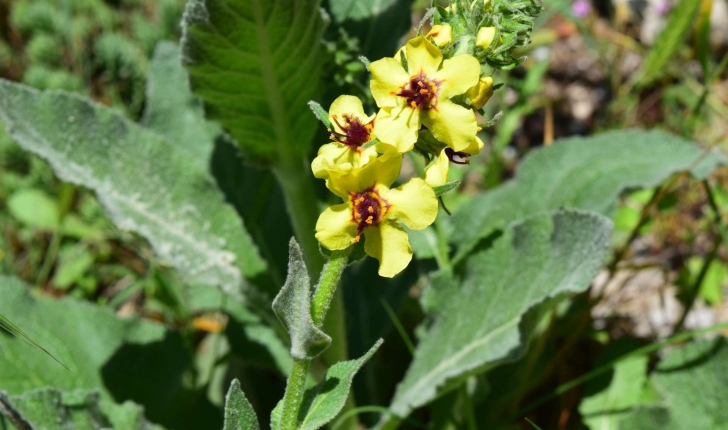 Verbascum nigrum L., 1753