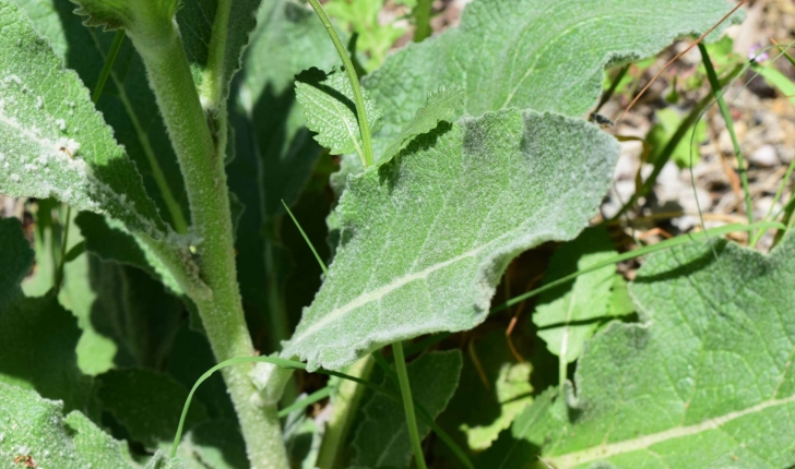 Verbascum nigrum L., 1753