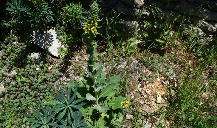 Verbascum nigrum L., 1753