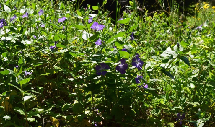 Vinca major Linné 1753