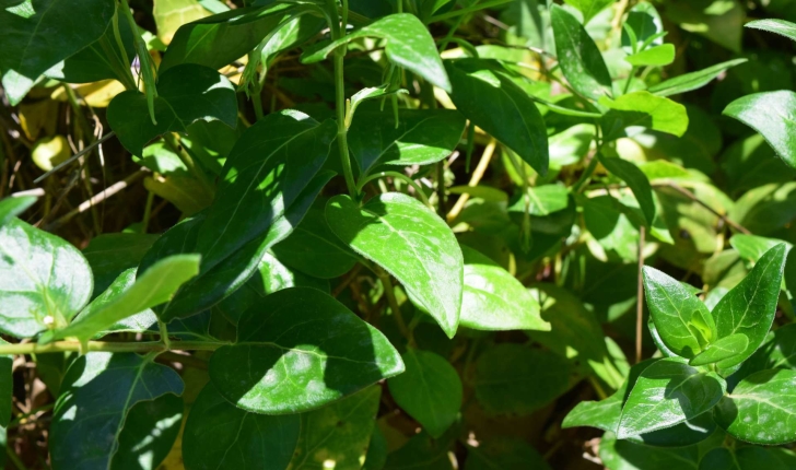 Vinca major Linné 1753