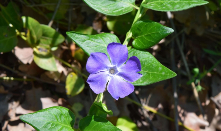 Vinca major Linné 1753