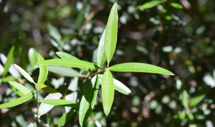 Phillyrea angustifolia (Linné, 1758)