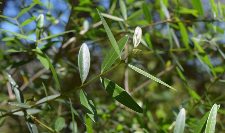 Phillyrea angustifolia (Linné, 1758)