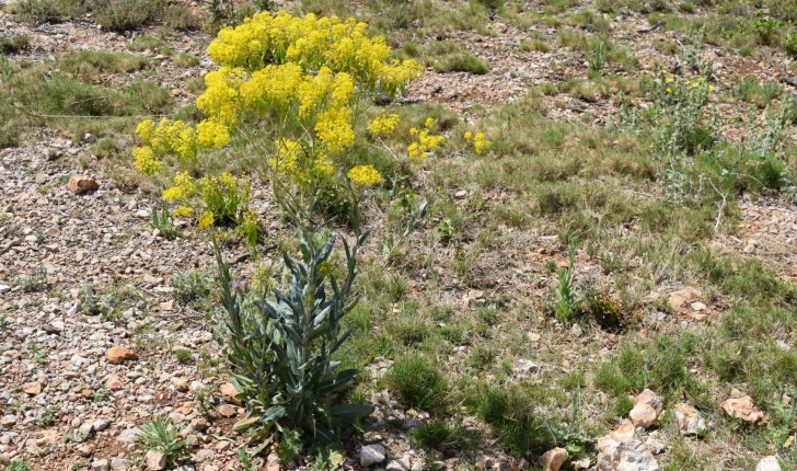 Isatis tinctoria L.