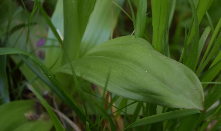 Orchis purpurea Huds.