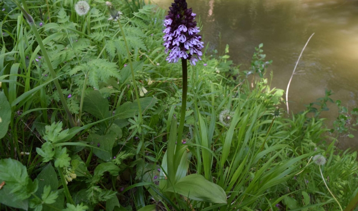 Orchis purpurea Huds.