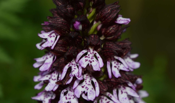 Orchis purpurea Huds.