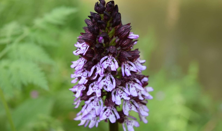 Orchis purpurea Huds.