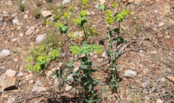 Euphorbia serrata L., 1753