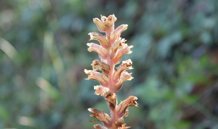 Orobanche hederae Vaucher ex Duby, 1828