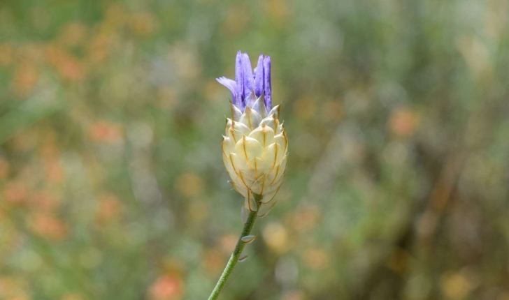 Catananche caerulea (Linné, 1753)