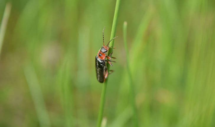 Cantharis rustica (Fallén, 1807)