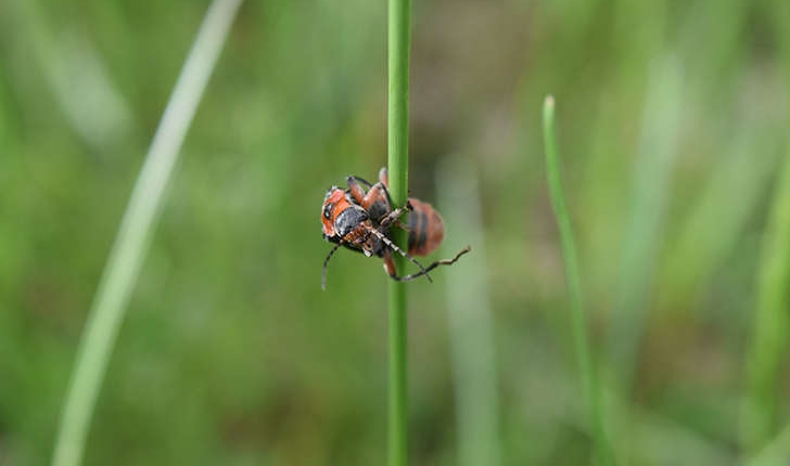 Cantharis rustica (Fallén, 1807)