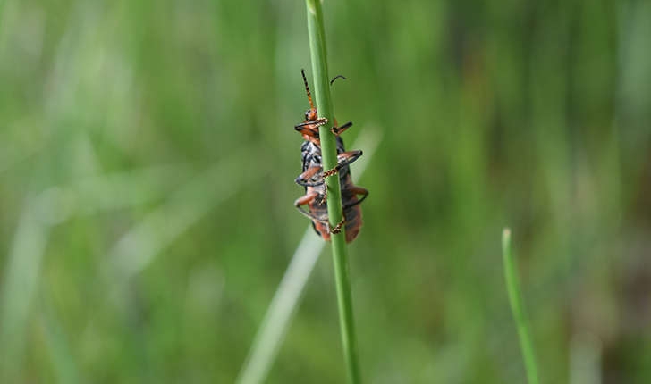 Cantharis rustica (Fallén, 1807)