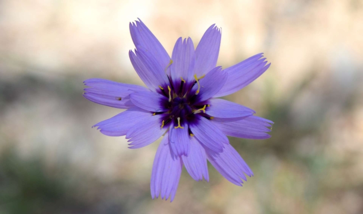 Catananche caerulea (Linné, 1753)