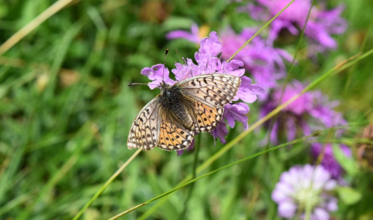 Boloria sp.