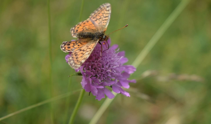 Boloria sp.