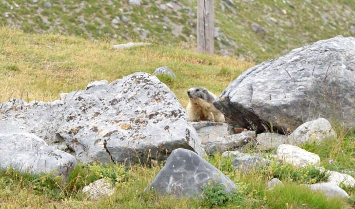 Marmota marmota (Linnaeus, 1758)