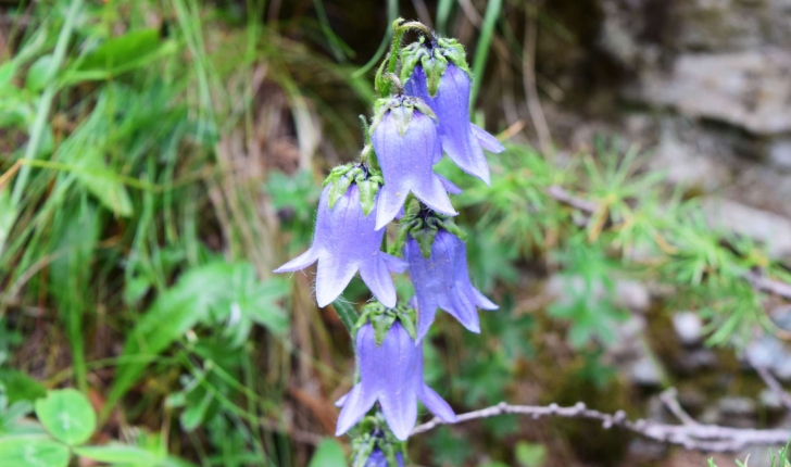 Campanula barbata (L., 1759)
