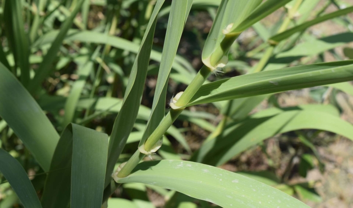 Arundo donax (Linné, 1753)