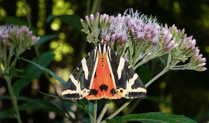 Euplagia quadripunctaria (Poda, 1761)