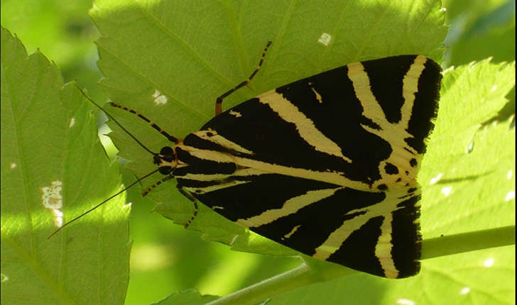 Euplagia quadripunctaria (Poda, 1761)