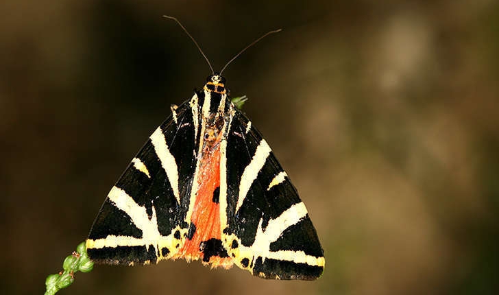 Euplagia quadripunctaria (Poda, 1761)