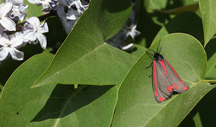 Tyria jacobaeae (Linnaeus, 1758)
