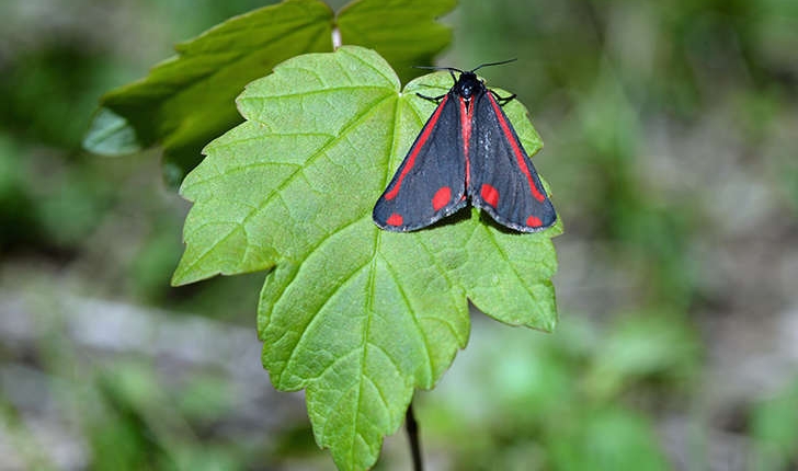 Tyria jacobaeae (Linnaeus, 1758)