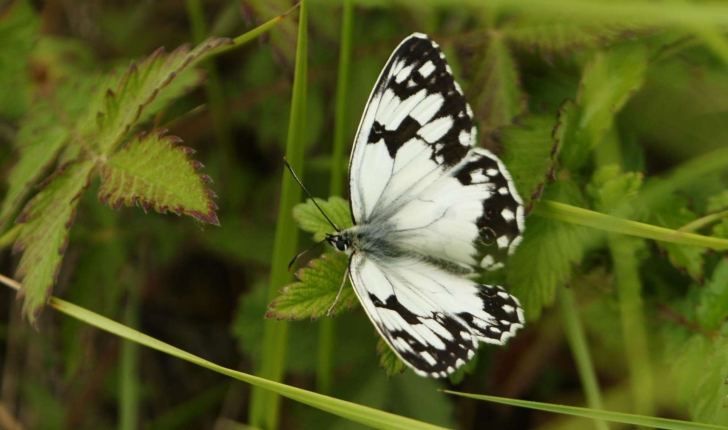 Melenargia sp.
