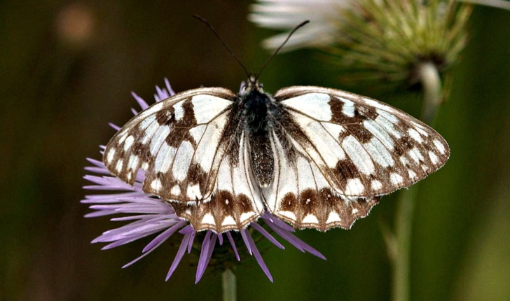 Melenargia sp.