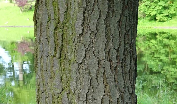 Alnus cordata (Loisel) Duby, 1828