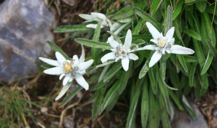Leontopodium nivale (Ten.) Huet ex Hand.-Mazz., 1927