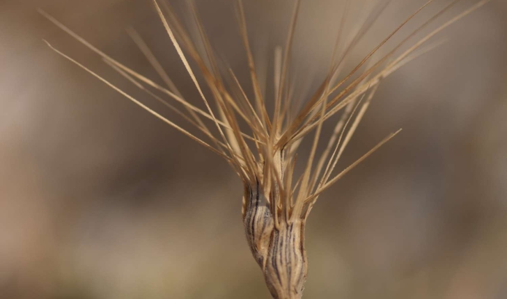 Aegilops ovata (Linné, 1753)