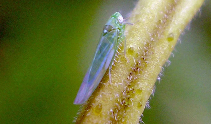Empoasca vitis (Gothe, 1875)