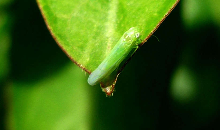 Empoasca vitis (Gothe, 1875)