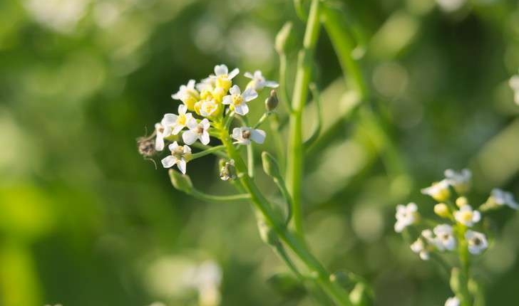 Capsella bursa-pastoris (L.) Medik., 1792
