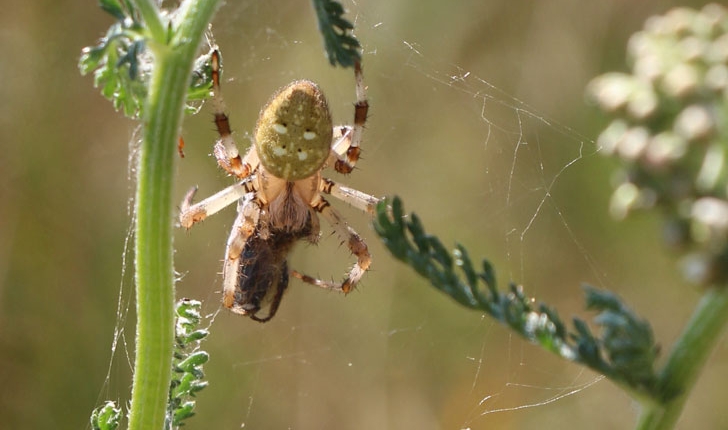 Araneus