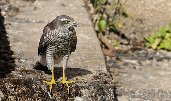 Accipiter nisus (Linnaeus, 1758)